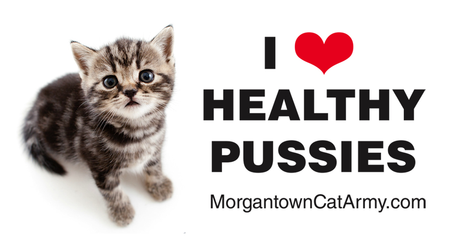 White Sticker with Kitten image that says 'I Heart Healthy Pussies' and morgantowncatarmy.com