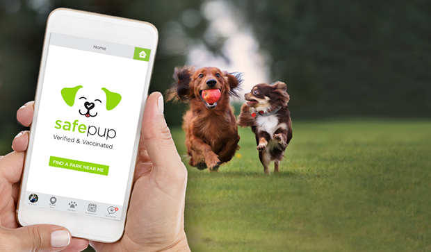Safepup Logo on iphone screen with two dogs running together in background